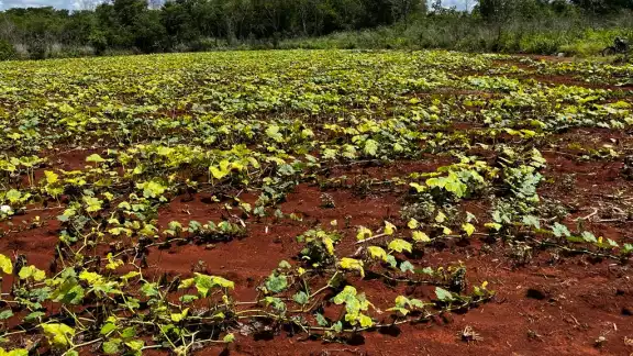 La falta de agua impide que las plantas alcancen la altura adecuada La falta de agua impide que las plantas alcancen la altura adecuada