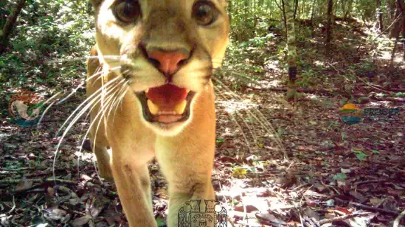 El puma come casi cualquier animal que pueda capturar, desde insectos hasta grandes ungulados como el Tapir El puma come casi cualquier animal que pueda capturar, desde insectos hasta grandes ungulados como el Tapir