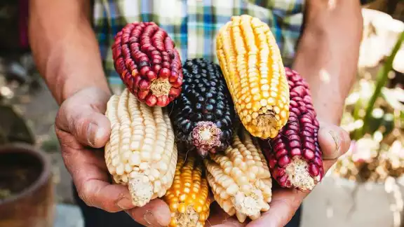 En México hay 64 razas de maíz y miles de variedades que son parte de la cultura