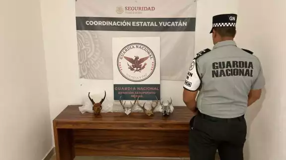 La posesión ilegal de estas piezas infringe lo establecido en la Ley General de Vida Silvestre La posesión ilegal de estas piezas infringe lo establecido en la Ley General de Vida Silvestre