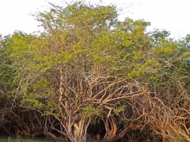 El Palo de tinte es originario de la Península de Yucatán fue usado para teñir vestimentas y telas