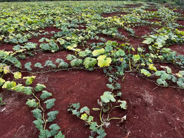 Sin apoyo para segunda siembra: agricultores de Katab sólo sembrarán para sobrevivir