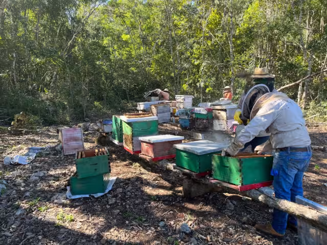 Apicultores de Hopelchén iniciaron la limpieza de sus colmenas para preparar la temporada de cosecha de miel.