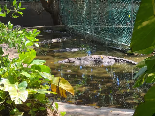 Autoridades ambientales recuperan terrenos de Crocu Cun; hay animales muertos