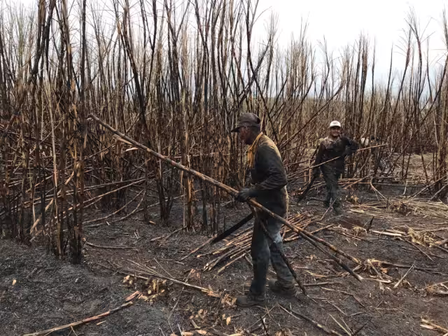 A pesar de haber detenido la molienda por 3 días, las toneladas de caña de azúcar son aceptables