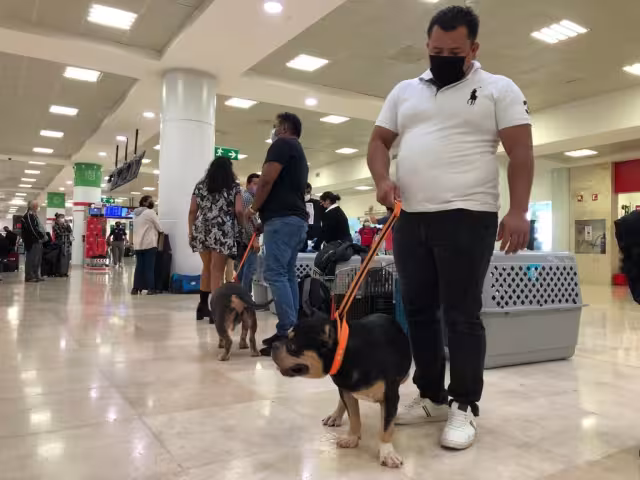 Los seis Américan Bully buscarán traer el triunfo para tierras del Caribe Mexicano, aseguraron sus dueños en el aeropuerto de Cancún