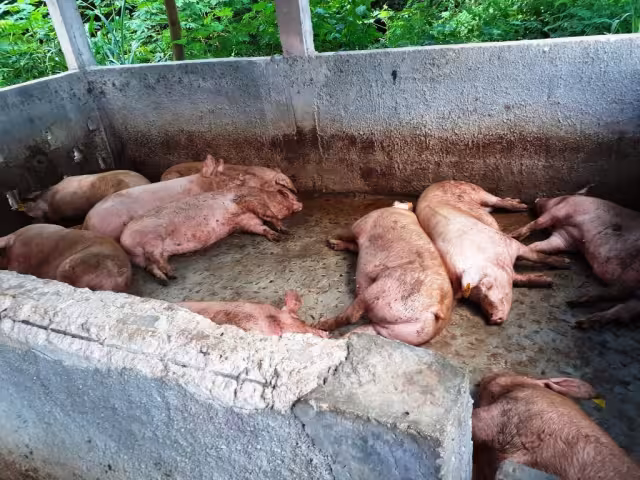 El problema es que, como está haciendo mucho calor, esa carne al día siguiente empieza a emanar cierto olor fetido