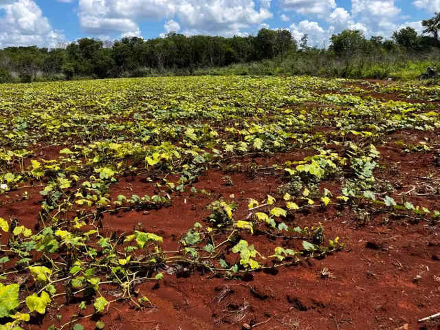 La falta de agua impide que las plantas alcancen la altura adecuada