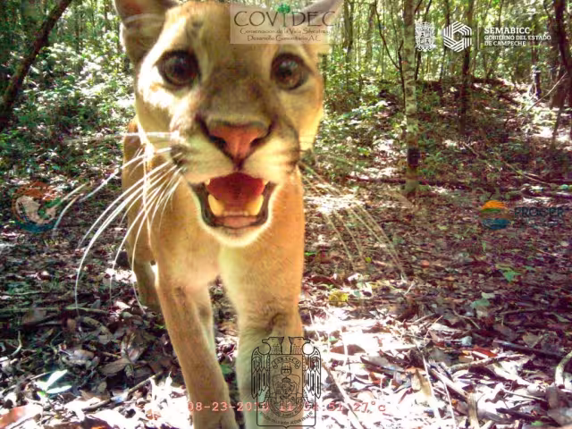 El puma come casi cualquier animal que pueda capturar, desde insectos hasta grandes ungulados como el Tapir