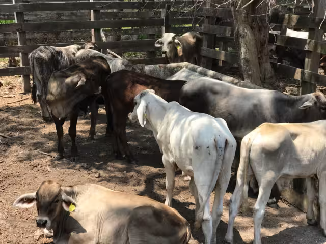 El ganado fue retornado a Quintana Roo y fue llevado a la Estación Cuarentenaria de Subteniente López
