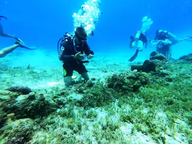 Los ambientalistas exhortan a los turistas a tener cuidado al usar sus cubrebocas en estas áreas