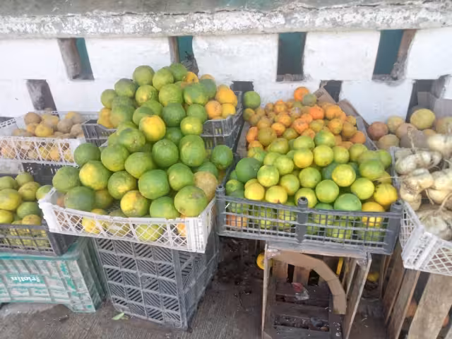 Las secas prolongadas causan la caída de las flores, y en consecuencia, los árboles producen menos frutos; su supervivencia se pone en riesgo
