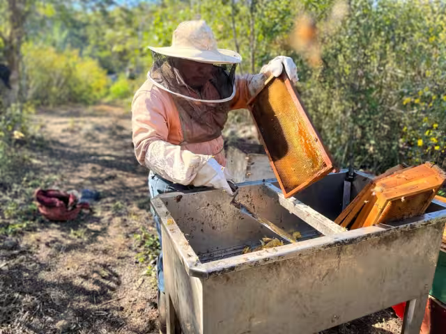 Inicia cosecha de miel en Hopelchén.