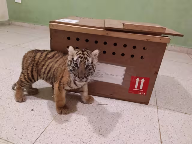 Durante su inspección, los elementos de la Guardia Nacional lograron asegurar a un cachorro macho de tigre de bengala