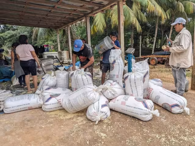 Unas 300 toneladas maíz requieren vender los productores de Puerto Arturo.