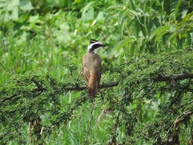 El promedio de zonas forestales críticas en Campeche es de los más altos en México, según datos de la Profepa