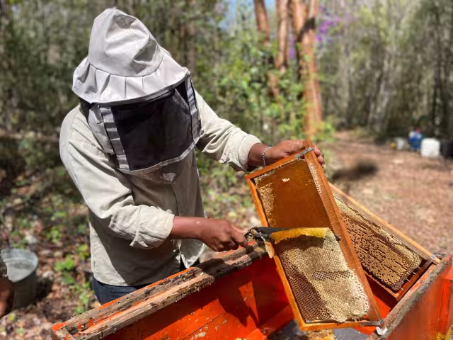 Apicultores de Francisco J. Mújica reportan buen año por la abundante vegetación