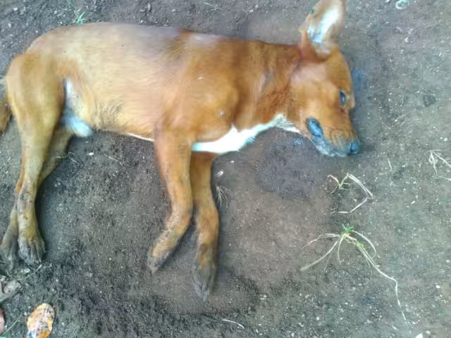 Esta es la segunda ocasión en la que aparecen animales envenenados en el municipio, por lo que pobladores piden castigo