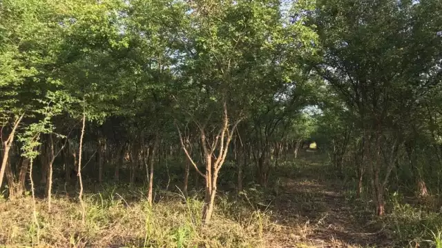 En Campeche se han registrado 489 puntos de deforestación de acuerdo con datos de la Conafor