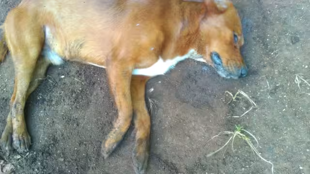 Esta es la segunda ocasión en la que aparecen animales envenenados en el municipio, por lo que pobladores piden castigo