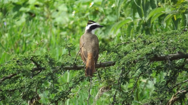 El promedio de zonas forestales críticas en Campeche es de los más altos en México, según datos de la Profepa