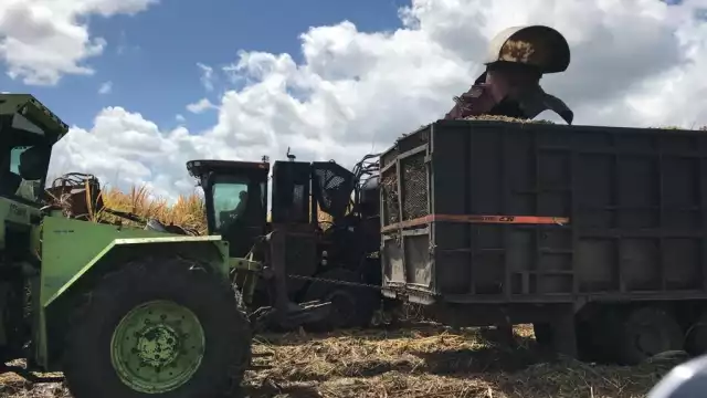 A la fecha se tienen cosechadas 710 mil toneladas de caña