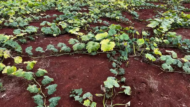 Sin apoyo para segunda siembra: agricultores de Katab sólo sembrarán para sobrevivir