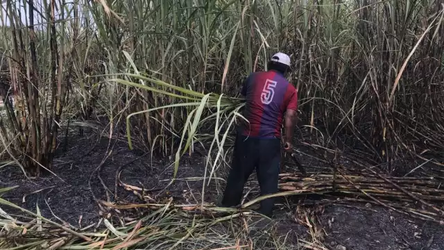 La zafra será más larga de lo que se tenía contemplado, pues planeaban terminar el 18 de mayo