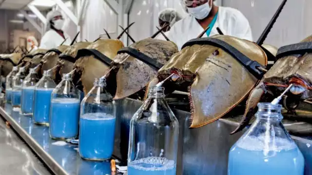 Un descubrimiento indica que la sangre sirve para erradicar venenos químicos liberados por bacterias.