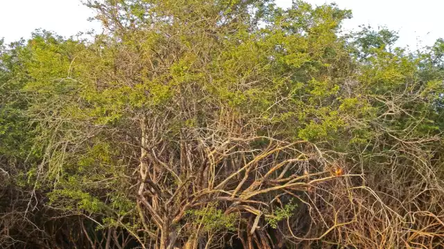 El Palo de tinte es originario de la Península de Yucatán fue usado para teñir vestimentas y telas