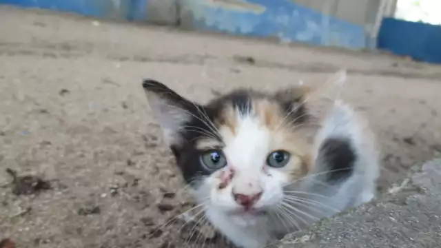 Hasta 4 años de cárcel por envenenar gatos en Campeche: así lo establece la ley