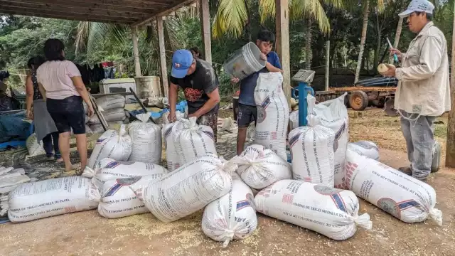 Unas 300 toneladas maíz requieren vender los productores de Puerto Arturo.