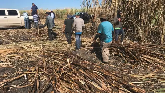 Debido a la situación, cañeros han considerado tomar cartas en el asunto mediante denuncias legales