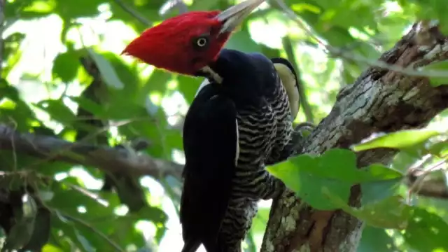 Existen al menos 15 tipos de aves de las que se tiene registro de avistamiento en el sur de Quintana Roo, sin embargo, te presentaremos las cinco más hermosas