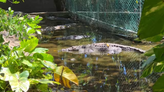 Autoridades ambientales recuperan terrenos de Crocu Cun; hay animales muertos