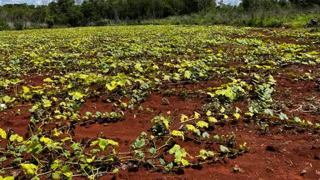 La falta de agua impide que las plantas alcancen la altura adecuada