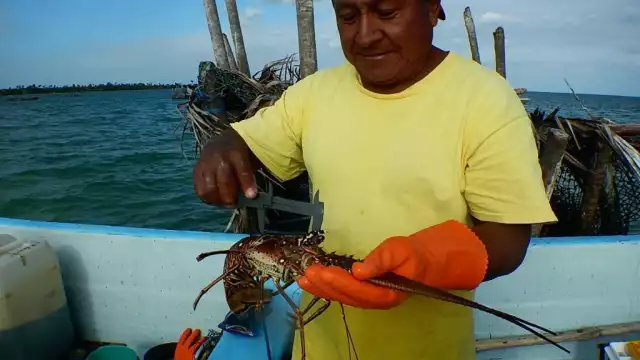 La pesca de la langosta en Sian Ka'an data hace 50 años.