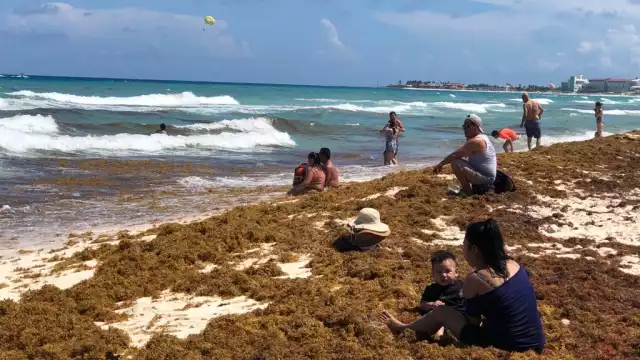 Algunas zonas de Quintana Roo tuvieron mayor recale de sargazo, como Puerto Morelos y Playa del Carmen