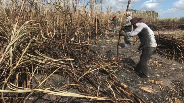 Aseguran 19 mil 732 hectáreas de caña contra incendios forestales en  la ribera del río Hondo