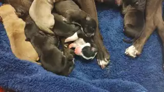 La escuela organizó un 'baby shower' para recolectar víveres para la perrita