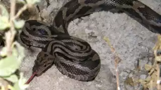 Durante el inicio de la Primavera suele aumentar la presencia de estas serpientes en lugares húmedos