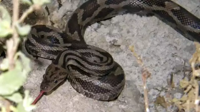 Hay varias serpientes que habitan en la selva yucateca