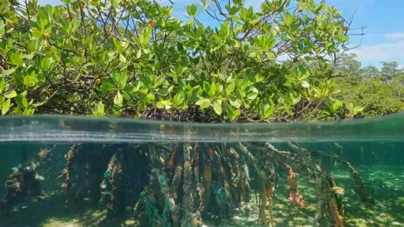 Los manglares de Puerto Morelos son declarados nueva área protegida