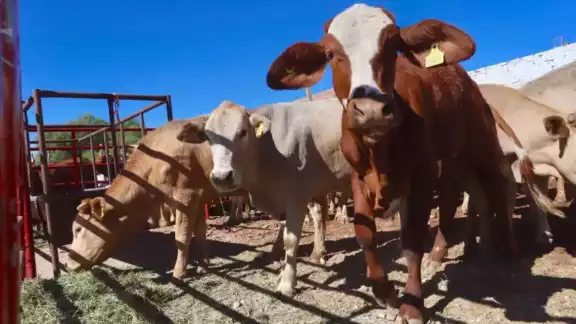 Autoridades y ganaderos refuerzan acciones para contener al gusano barrenador Autoridades y ganaderos refuerzan acciones para contener al gusano barrenador