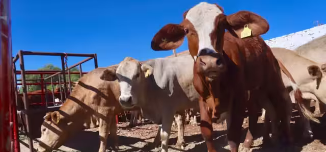 Autoridades y ganaderos refuerzan acciones para contener al gusano barrenador