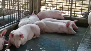 Revela un estudio la alarmante contaminación de la granja porcícola en Santa María Chi