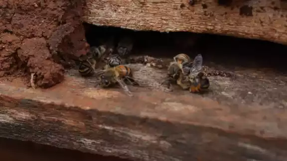 Grupos ambientalistas llaman a las autoridades a prohibir el uso del insecticida fipronil