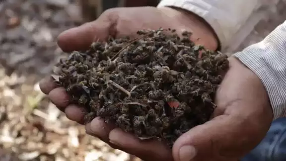 La Semarnat se pronuncia contra el uso de plaguicidas que exterminan a las abejas en la Península