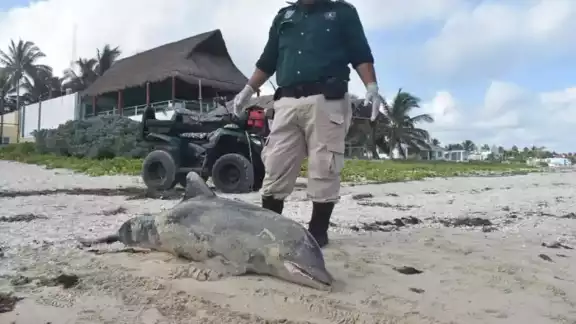 El biólogo Isaías Dzul dijo que el varamiento de fauna marina en las playas suele ser una señal de FAN