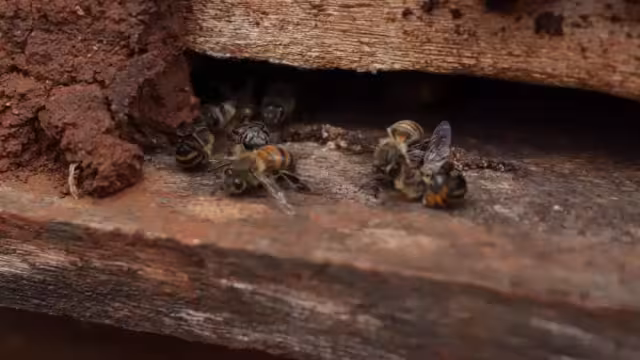 Grupos ambientalistas llaman a las autoridades a prohibir el uso del insecticida fipronil